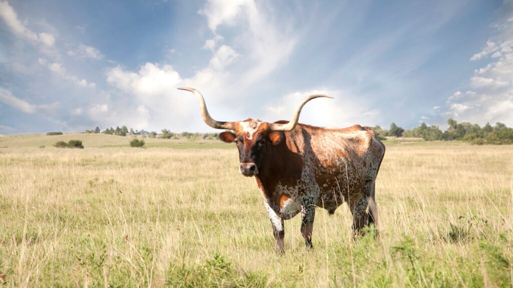 texas longhorn in field