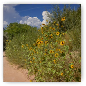 Sunflowers in rural New Mexico